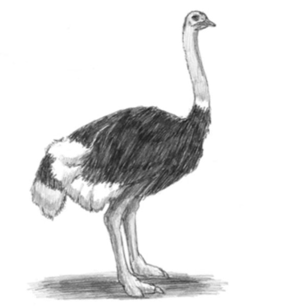 Поэтапное рисование страуса