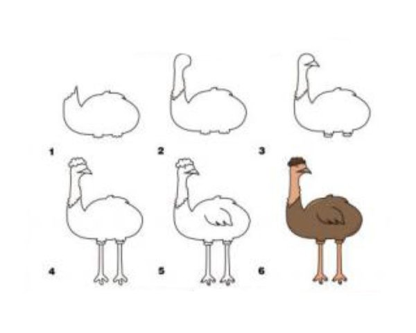 Страус карандашом