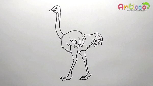 Страус карандашом