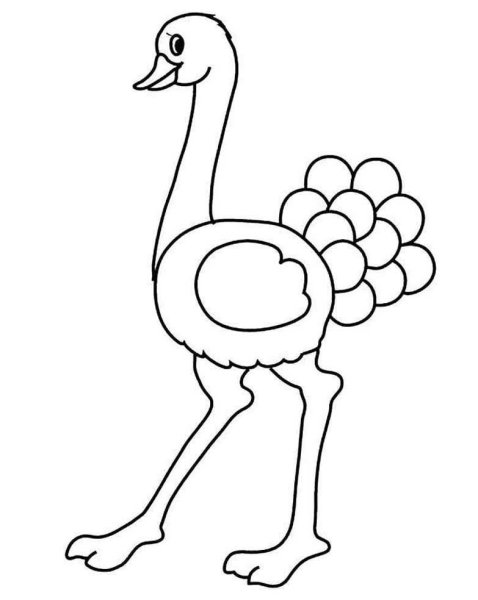 Страус простым карандашом