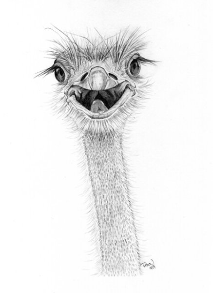 Страусёнок цветными карандашами