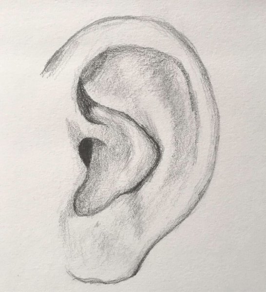 Ухо рисунок