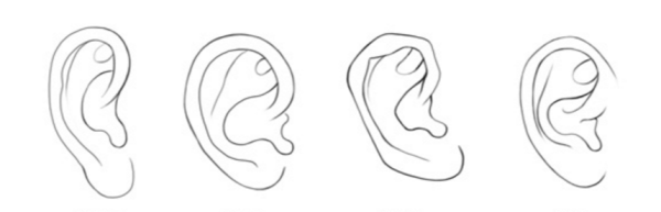 Ухо рисунок карандашом для детей