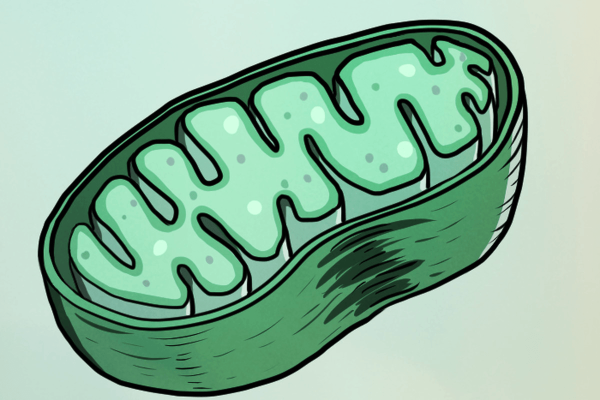 Митохондрии рисунок биология