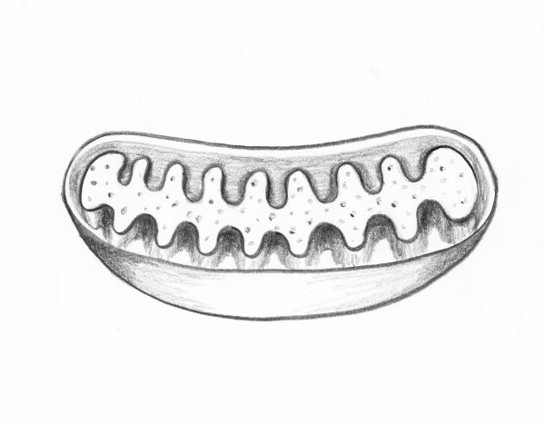 Митохондрия черно белая