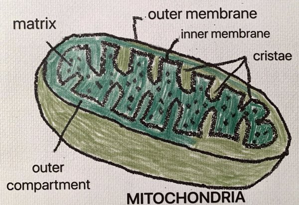 Митохондрии рисунок легкий