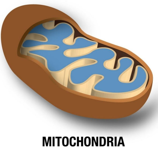 Митохондрия вектор