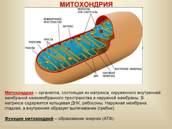 Схема митохондрии клетки