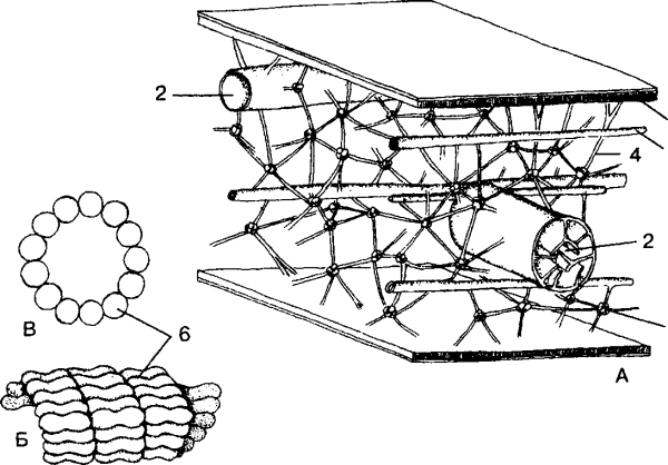 Цитоскелет актина
