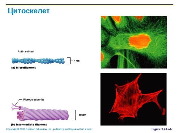 Расположение цитоскелета в клетке