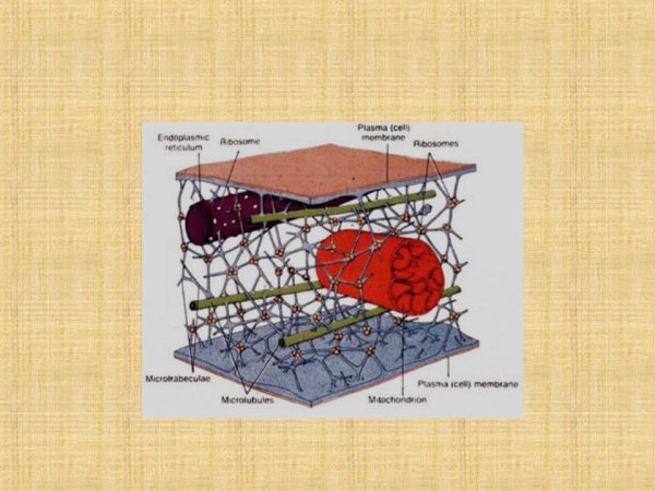 Структурная организация цитоскелета