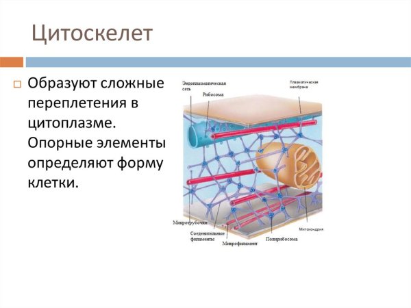 Цитоскелет клетки строение