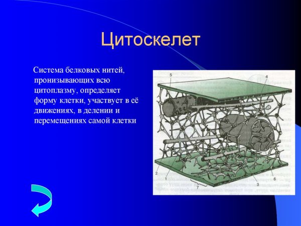 Цитоскелет строение схематично