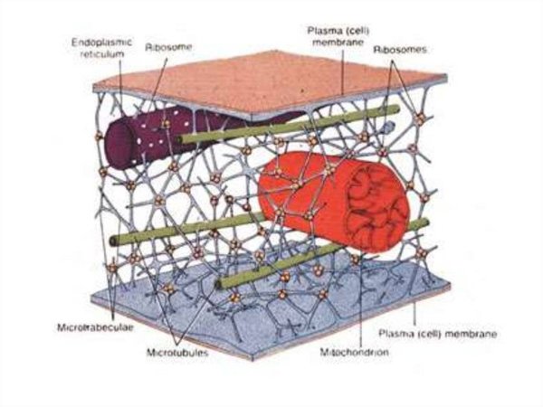Цитоскелет рисунок схематично