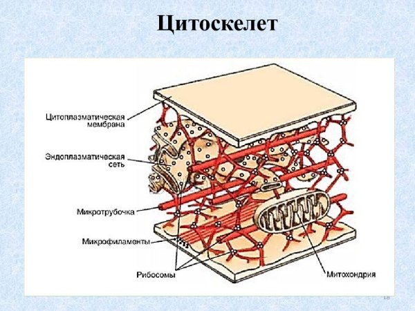 Цитоскелет особенности строения и функции
