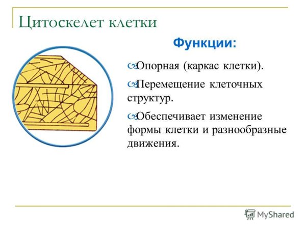 Строение органоида цитоскелет