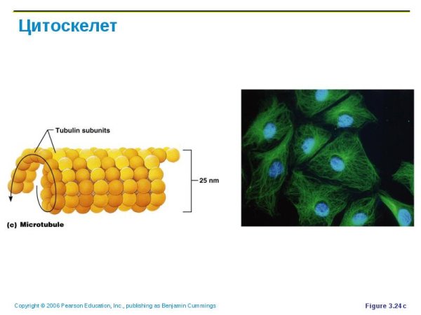 Цитоскелет клетки растений