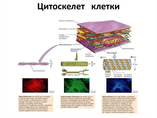Гиалоплазма строение рисунок