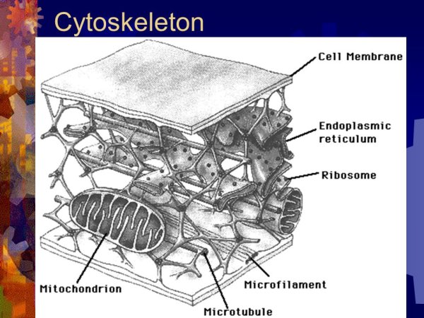 Строение животной клетки цитоскелет
