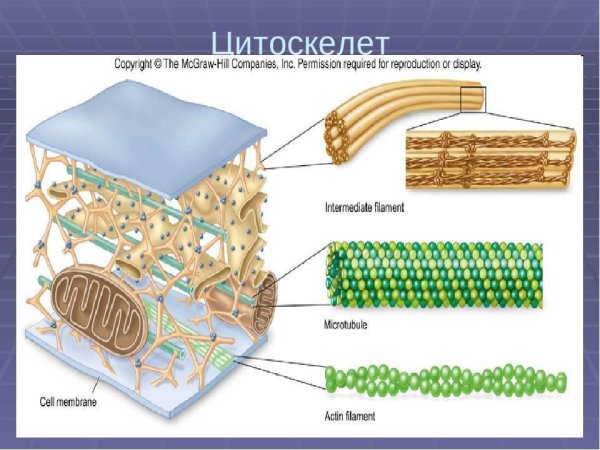 Строение цитоскелета клетки схема