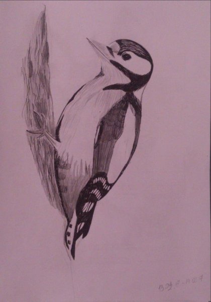 Рисование дятла