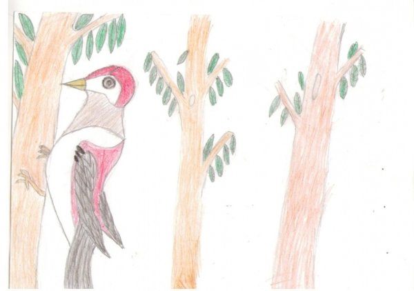 Как нарисовать дятла