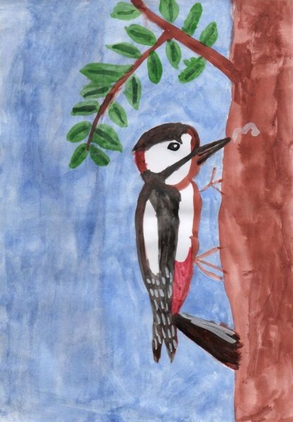 Контур птицы дятел