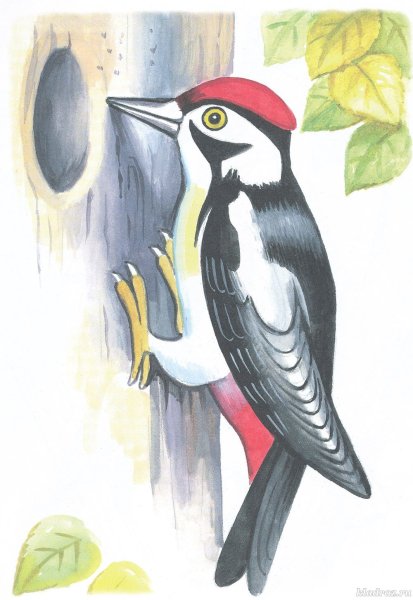 Дятел цветными карандашами