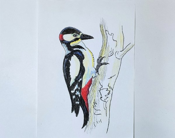 Дятел - птицы Башкирии