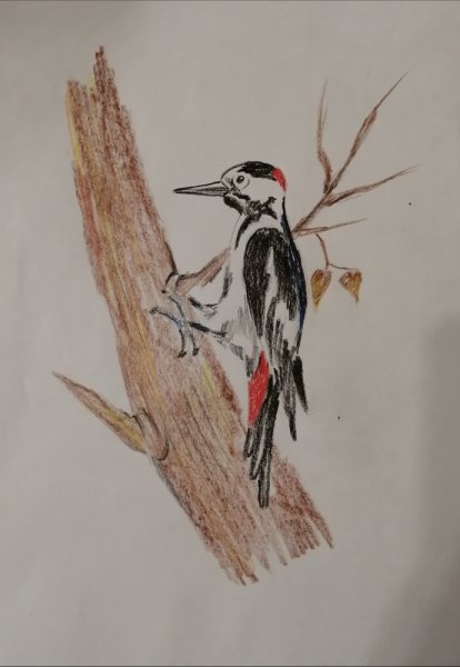 Дятел рисунок карандашом