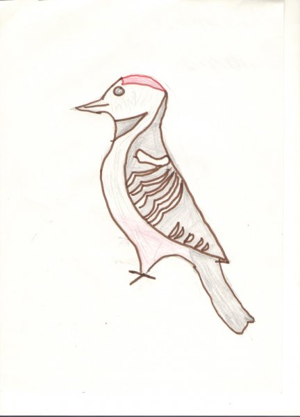 Дятел поэтапное рисование для детей