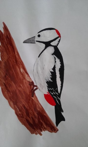 Рисунок дятла легкий