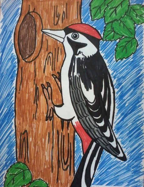 Рисование дятел в подготовительной группе