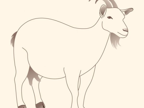 Коза для срисовки