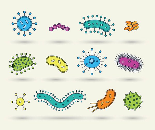 Бактерии схематично