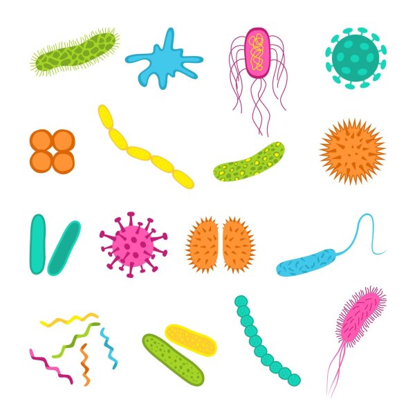 Рамка бактерии