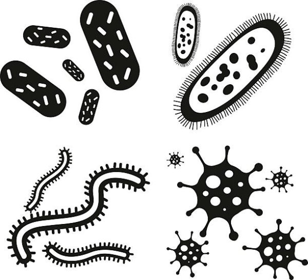 Бактерии вирусы грибки
