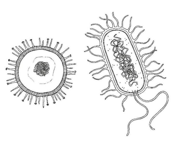 Вирусы и бактерии схема