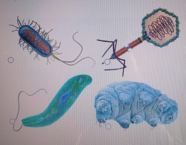 Рисунок на котором изображена клетка бактерии