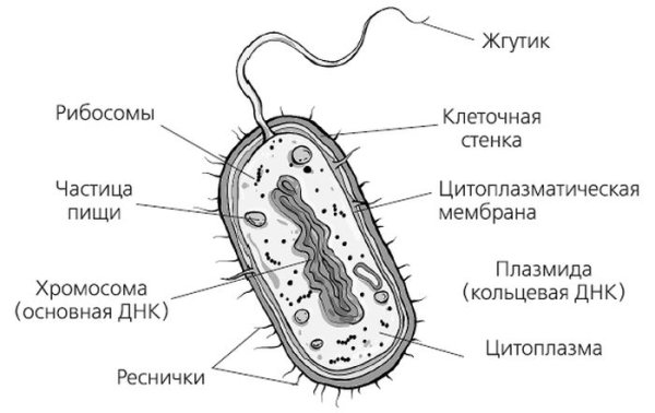 Зарисовка схемы строения бактериальной клетки