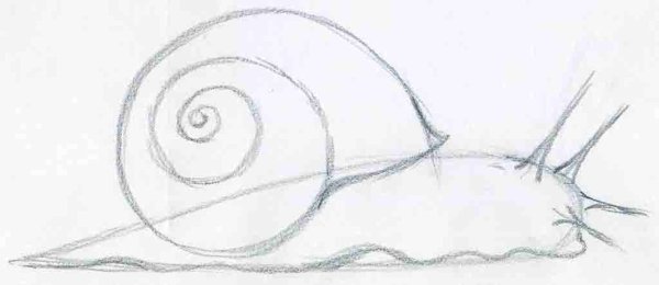Улитка поэтапное рисование