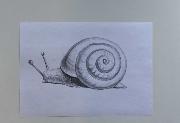 Как нарисовать улитку