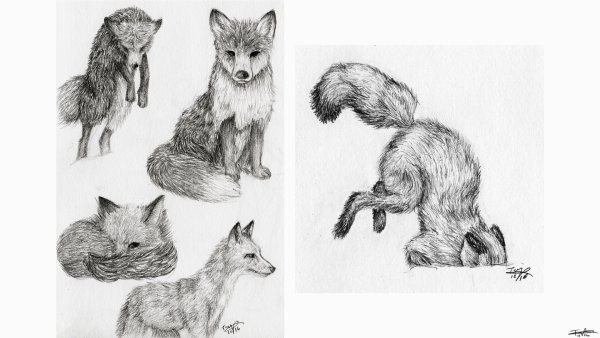 Анималистический рисунок