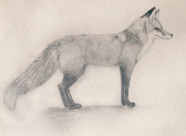 Анималистический Жанр карандашом