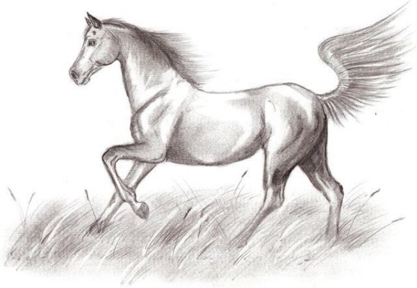 Анималистический Жанр карандашом для срисовки