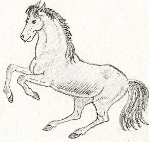 Животные карандашом