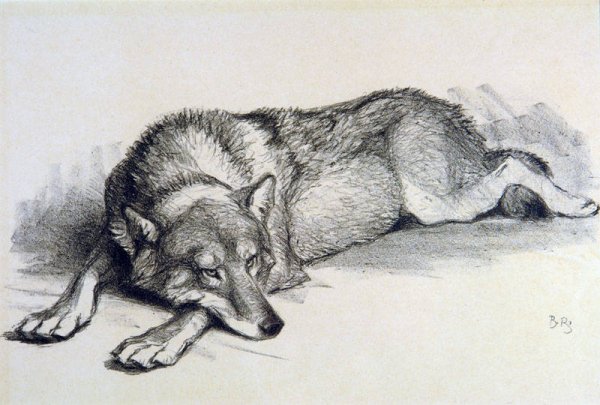 Альбрехт Дюрер Лев