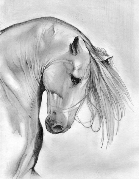 Анималистическая иллюстрация