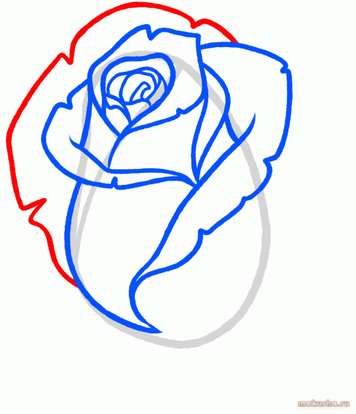 Рисунки розы карандашом для начинающих