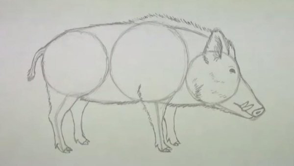 Кабан рисунок для детей карандашом
